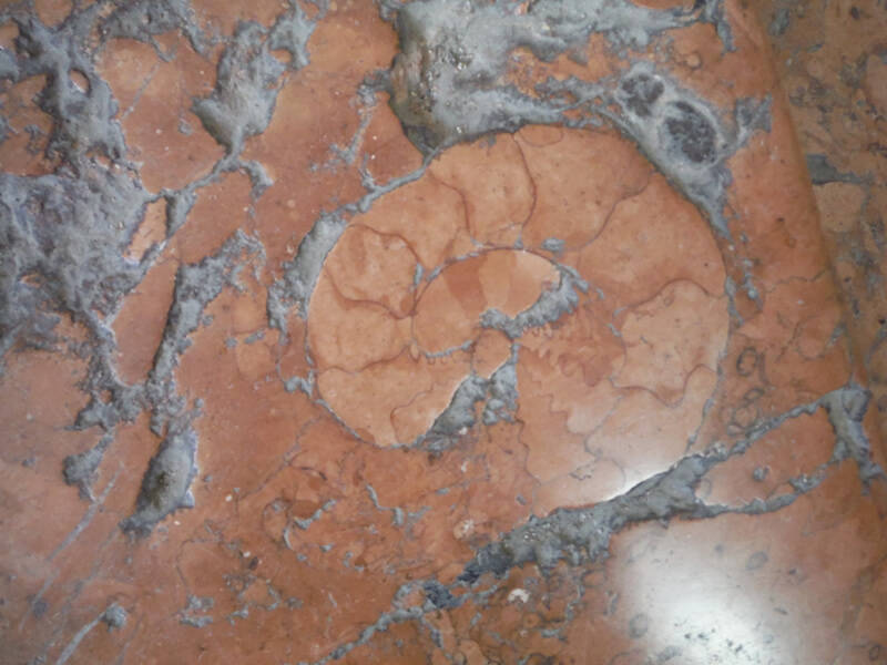 AMMONITE